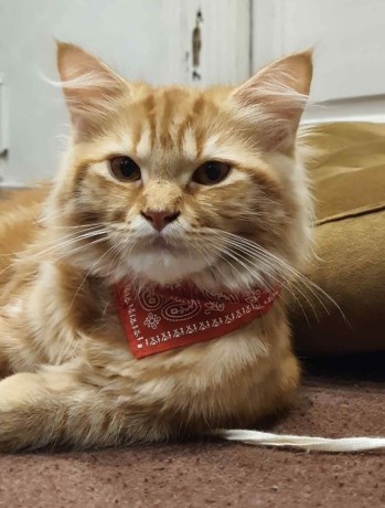 7-months-old-gingertaby-cat-fof-sale-big-1