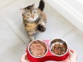cute-cat-for-new-home-small-0