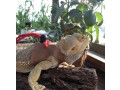 long-bearded-dragon-harness-leash-small-0