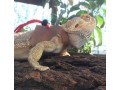 long-bearded-dragon-harness-leash-small-1