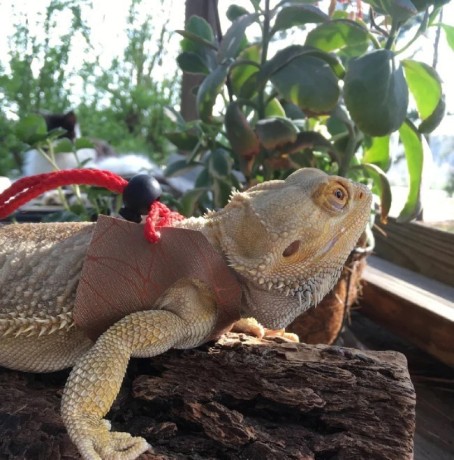 long-bearded-dragon-harness-leash-big-0