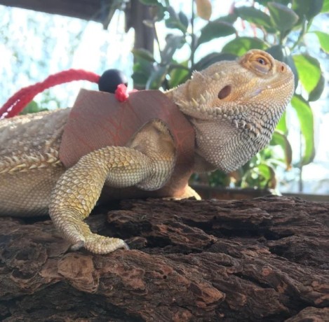 long-bearded-dragon-harness-leash-big-1
