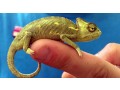 veiled-chameleon-small-0
