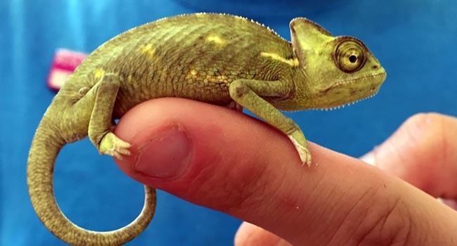 veiled-chameleon-big-0