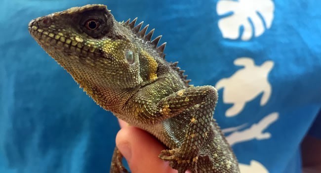 mountain-horned-dragon-big-0