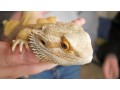 bearded-dragon-small-0