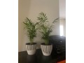2-lovely-plants-for-sale-small-0