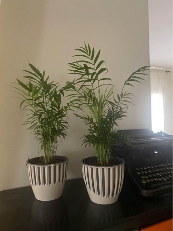 2-lovely-plants-for-sale-big-0