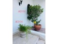 natural-plants-small-1