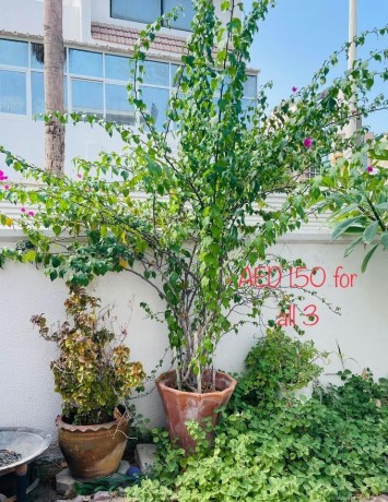 natural-plants-big-2