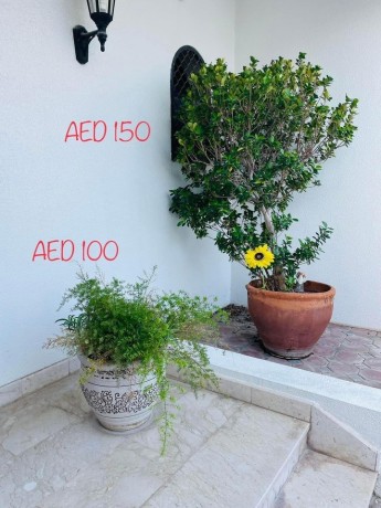 natural-plants-big-1