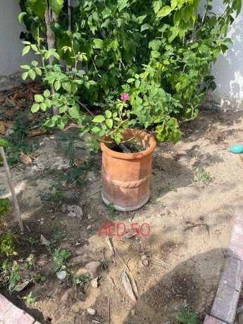 natural-plants-big-0