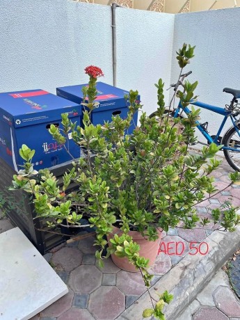 natural-plants-big-3