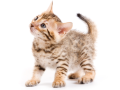 the-bengal-cat-kitten-small-0