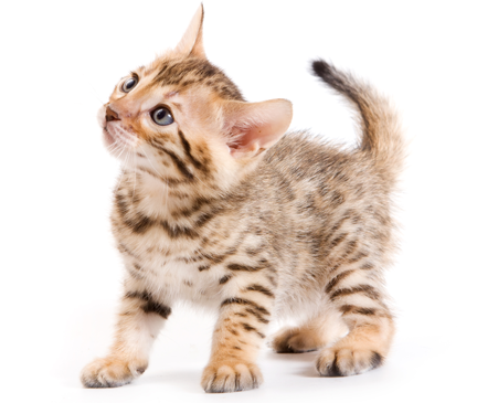 the-bengal-cat-kitten-big-0