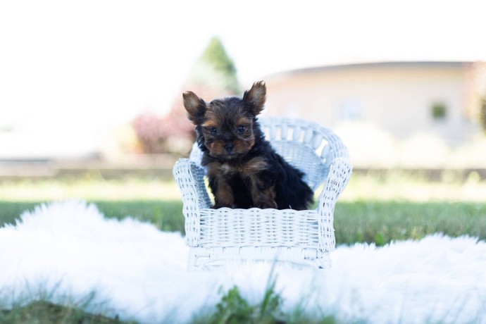 my-name-is-dahia-big-0