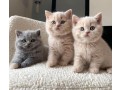 british-shorthair-kittens-for-sale-ready-today-small-0