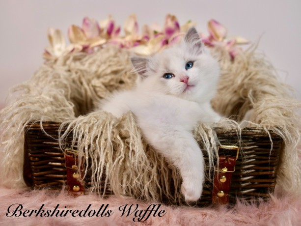 truly-amazing-blue-bicolour-pedigree-ragdoll-kittens-big-0