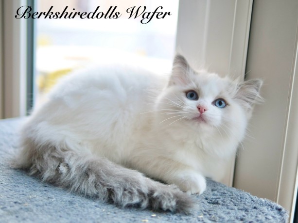 truly-amazing-blue-bicolour-pedigree-ragdoll-kittens-big-3