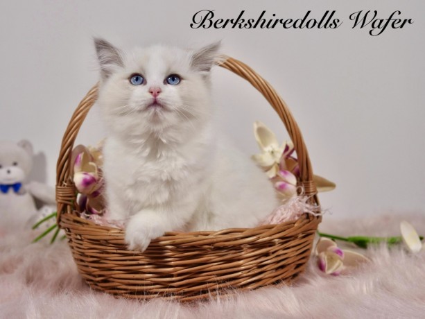 truly-amazing-blue-bicolour-pedigree-ragdoll-kittens-big-2