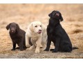 two-labrador-puppies-small-0