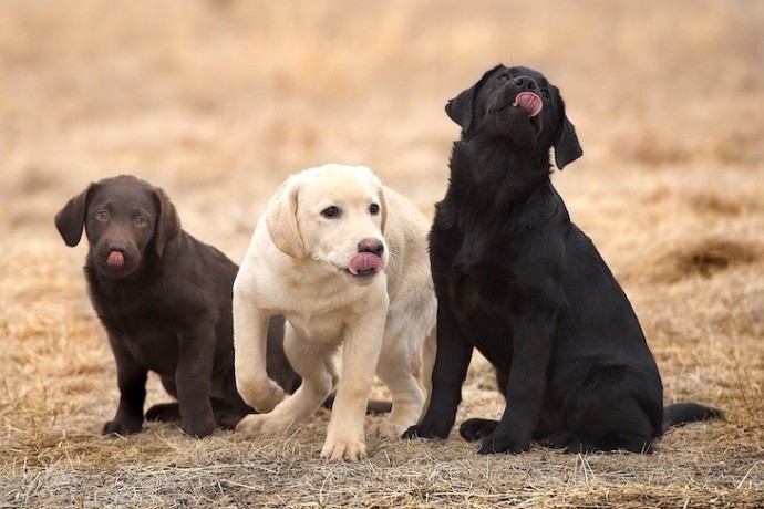 two-labrador-puppies-big-0