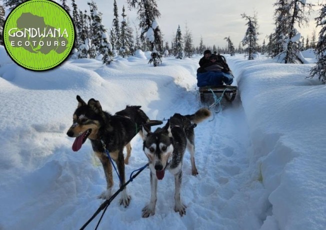 unveiling-the-northern-lights-magic-in-fairbanks-alaska-with-gondwana-ecotours-big-0