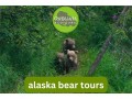 explore-alaskas-untamed-wilderness-with-gondwana-ecotours-bear-tours-small-0