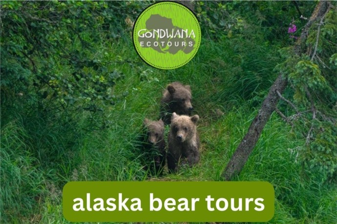 explore-alaskas-untamed-wilderness-with-gondwana-ecotours-bear-tours-big-0