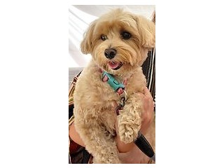 Raw Dehydrated Pet Treats