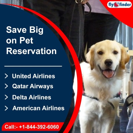 qatar-airways-pet-policy-flyofinder-big-0